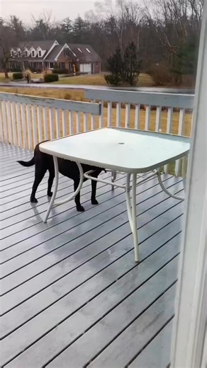 Funny Dogs drinking water 😄 #fblifestyle | Enfeast Rainora