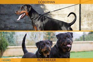 DIFERENCIA entre DÓBERMAN y ROTTWEILER - Características físicas y comportamiento