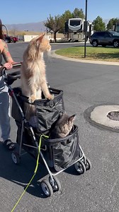 513K views · 10K reactions | Taking a walk with meowmy  | Fisher The Maine Coon | Facebook