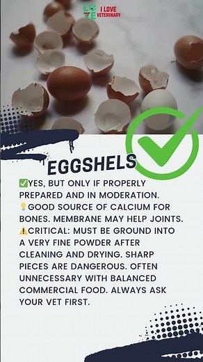 Can Your Dog Eat Eggshells? Explained by a veterinarian