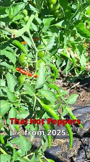 3 Ways to Sow Hot Peppers #springgardening