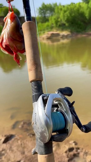 4.1M views · 73K reactions | Big Bait+Small Hook= Big Gar | The Fish Whisperer | Facebook