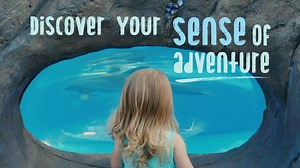 248K views · 373 reactions | Parents, register your 5 & younger kids for FREE access to SeaWorld & Aquatica all year! Events & fun for the whole family every day. | SeaWorld Orlando | Facebook