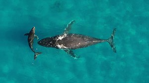 How Whale Waste Powers Marine Ecosystems