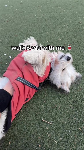 bilingual (and stubborn) in both languages that’s our lil girl 🫡 | Bilingual