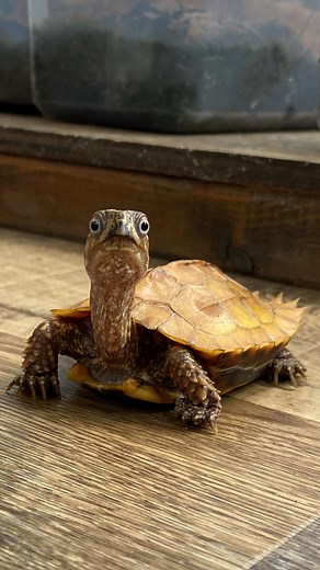 Happy World Turtle Day 🌍🐢🎉! E.T, one of my male black-breasted leaf turtles (Geoemyda spengleri) is here to celebrate with you all today! 👀🐢 World Turtle Day is a holiday that celebrates turtles and tortoises and aims to raise awareness of the issues they face in an ever changing world. Loss of habitat, harvesting for food, and road mortality have negatively impacted the number of turtles/tortoises in the world. • #reptile #reptiliatus #cute #turtle #turtlesofinstagram #pet #leafturtle #bla