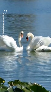 Swan Couple Performs Exquisite Courtship Dance on Florida Lake