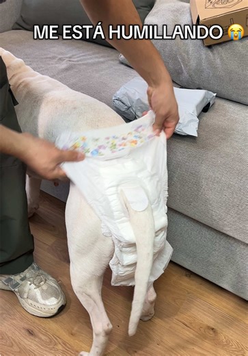 Lo más random de tener una perra y la humillación