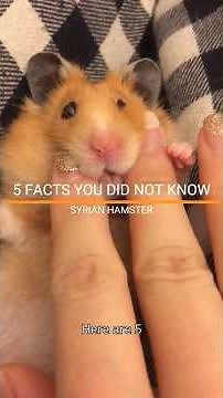 FACTS YOU DID NOT KNOW ABOUT THE SYRIAN HAMSTER. #syrianhamster #hamster