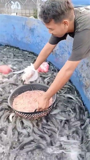 Feeding Frenzy: Why This Simple Bucket Trick Boosts Fish Growth 300%