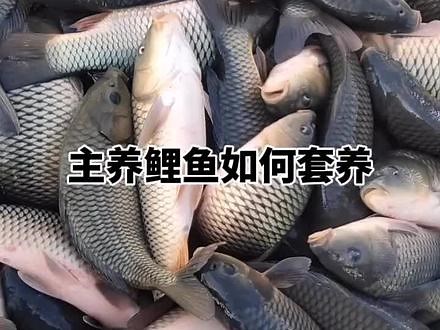 主养鲤鱼如何套养#水产养殖 #四大家鱼 #鲤鱼