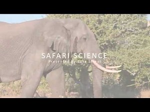Safari Science - Herbivore Digestion