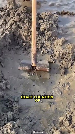 You won't believe how they catch Razor clams.