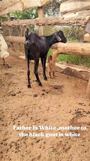 Gallagoat Farming: A Guide to Successful Goat Farming