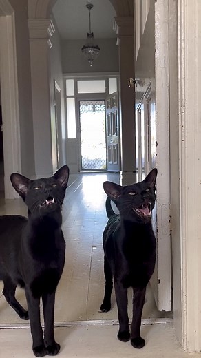 Obedient Oriental Cats Speak in Unique Style