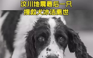 汶川地震最后一只搜救犬冰洁离世