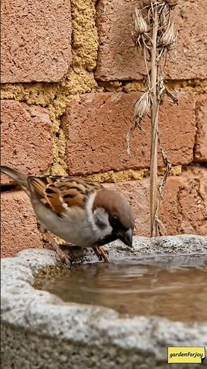 Don't Skip 🙏 Please Give Water Daily #birdfeeder #garden #birds #shorts #viral #trending #water