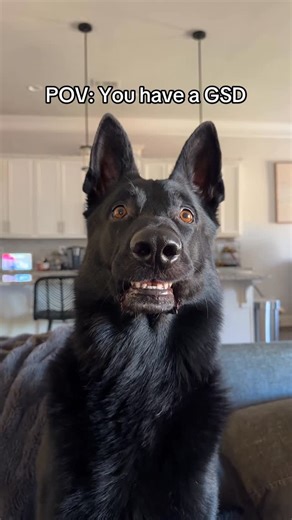 Marissa Monteleone on Instagram: "He’s smarter than me #dogs #gsd #funnydogs #dogreels"