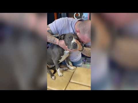 Animal Chiropractic Adjustments That Will Satisfy You | Compilation 2026