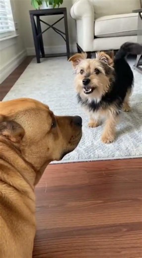 Talking Dogs Viral Compilation Reimagined