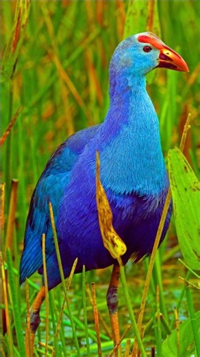 Colorful Bird Songs & Chirping: Real Nature Sounds for Relaxation #Shorts (4K)