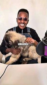 Ear Cropping Caucasian Shepherds — When It Was Necessary vs Today