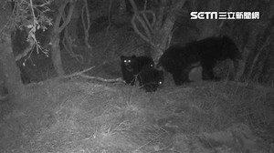 玉山台灣黑熊族群擴大　母熊帶3小熊移動珍貴身影首度曝光 | 三立新聞網 | LINE TODAY