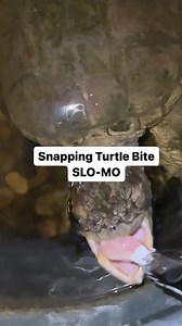 Snapping Turtle Bite SLO-MO!!! 😱 | Corbin Maxey