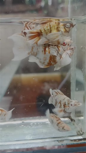 Create QUALITY👌🤗🥰 | John Reycon Jaro Tenio