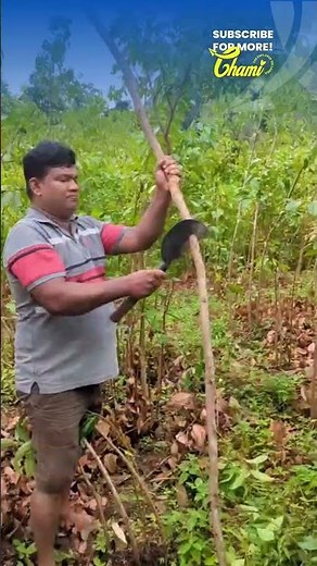 Sri Lankan Cinnamon Processing