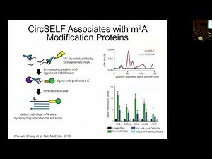 Circular RNA Immunity