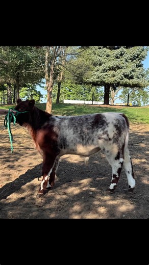 Supporting Jaxson's 4H Beef Cattle Project