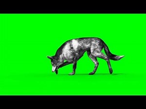 Green Screen Dog Walks and Sniffs - Footage Pixelboom