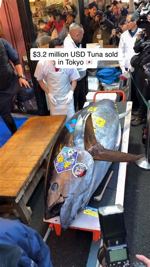 Hoda Alzubaidi on Instagram: "HOLLY FISH!! 🐟 A massive 243KG bluefin Tuna just sold at Japan’s Toyosu fish market and I was there to watch & eat!! The massive fish was then taken to the Tsukiji market to be cut up and sold off to different restaurants. I even met Mr Kimura who bought the fish and owns a whole bunch of sushi restaurants in Japan. He’s also known as the Tuna King in Japan. Probably the coolest things I’ve seen 🤣 #japan #tokyo #tsukiji #tuna #food"