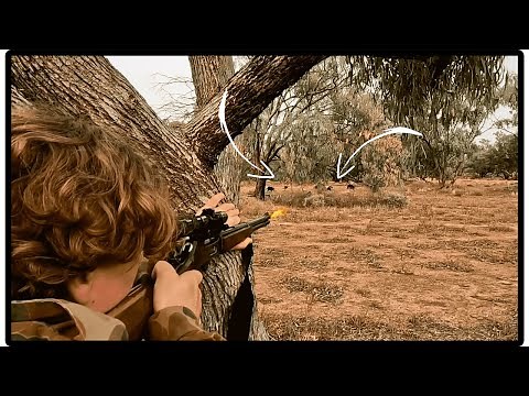 WILD PIG Shooting In NSW Australia
