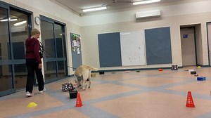 Bella’s big sister Zoe took her place in class and did some containers practice - she is getting so much more confident in herself. Love the Zoe ⭐️ | The Doggy Lady