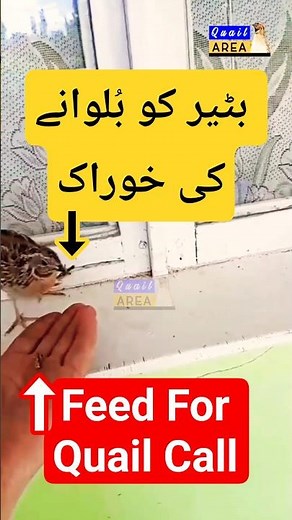 Best feed for Quail Calling | Batair ki Awaz | بٹیر کی آواز اور خوراک | #quailsound #birds #birdcall