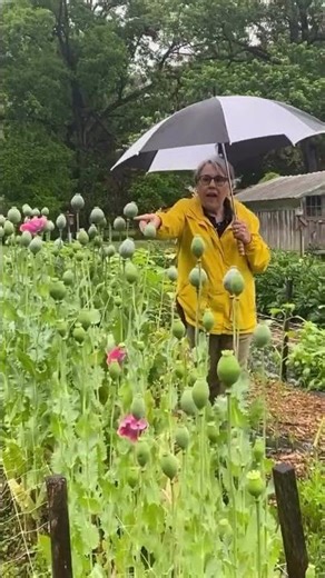 Giant Poppy Pods are cool and in demand as a fresh cut