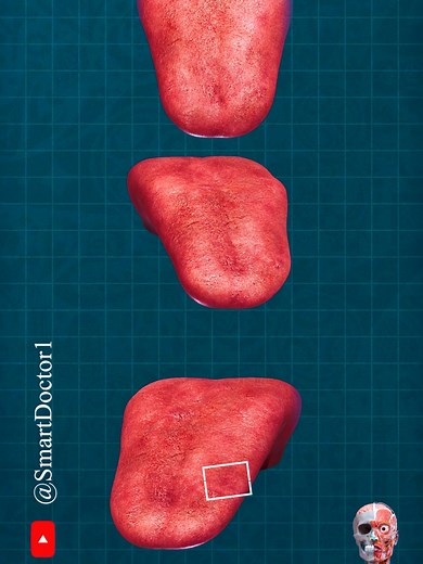 Mastering the Art of Tongue Control: Understanding the Anatomy and Functions