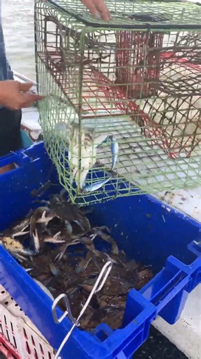 Blue Crab Fishing! Swamp People! Bayou Life! Cajun Cuisine! #cajun #fishing #cajunseafood-001 #bluecrab | Mitchyandmatty