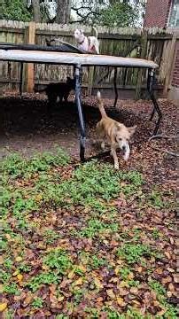 Ivory Dog and Shadow Dog playing with a trampoline 12-2025