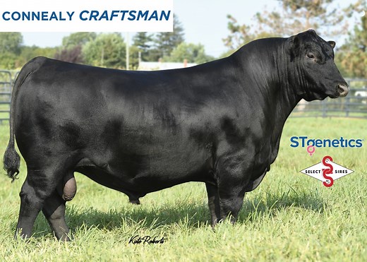 YOU WANT HIM? WE HAVE HIM! CRAFTSMAN is the historic, record-setting sire from Connealy Angus in 2022 and the first bull in their history to be used before their sale. This unique sire offers a relevant genetic profile that will boost HP and $M in a big hipped, attractive package. In a contemporary group approaching 300 head, CRAFTSMAN ratioed 105 for BW, 120 for WW, 119 for YW, 154 for IMF, and 107 for RE. CRAFTSMAN is a prolific semen producer and you can find him on PG 7 of our Spring 2023 Ca