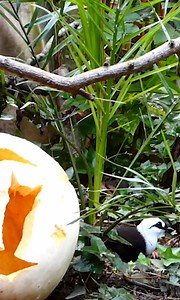 11K views · 408 reactions |  Happy Halloween from all of the animals at Jersey Zoo!  | Jersey Zoo | Facebook