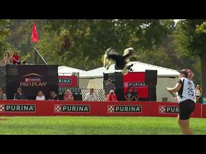 Dog Sports: Flying Disc Competition for Active Dogs