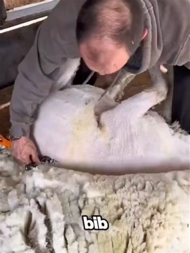 Do you know about the job of sheep shearing? It’s a skillful and fast-paced work that keeps sheep healthy and comfortable. #sheepshearing #farminglife #agriculture #satisfying #workskills #tiktokfarming #amazingjob #rurallife