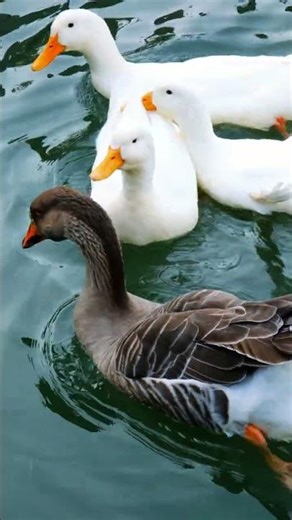 Relaxing Nature Vibe 🌸🍃 #nature #relaxing #ambient #forest #soothing #spring #aesthetic #calming