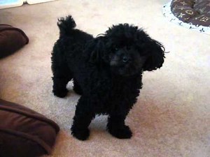 Toy Poodle Getting Angry