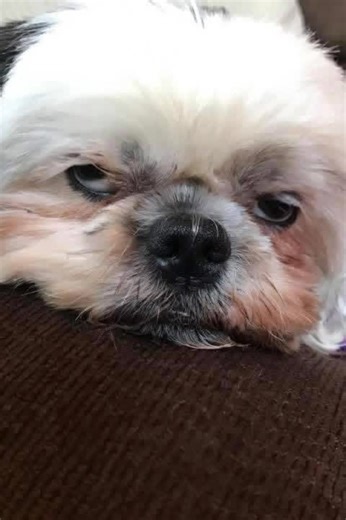 The time has finally come to say goodbye, my friend. I had thought about how hard this day would be but I couldn’t have imagined that it would hurt even more than I envisioned. Today I had to make the decision. The decision that no pet owner ever wants to make but knows in their heart that it’s the last gift that you will ever give to them - the gift of dignity. As much as I would have done or paid any amount of money in this world to keep you alive, I know that the life you would have lived wou