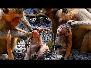 Wow!!! Unforgettable moments of a young mommy monkey with a tiny baby | Adorable Wildlife