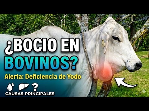 Bocio en Bovinos: Causas, Síntomas y Cómo Prevenirlo